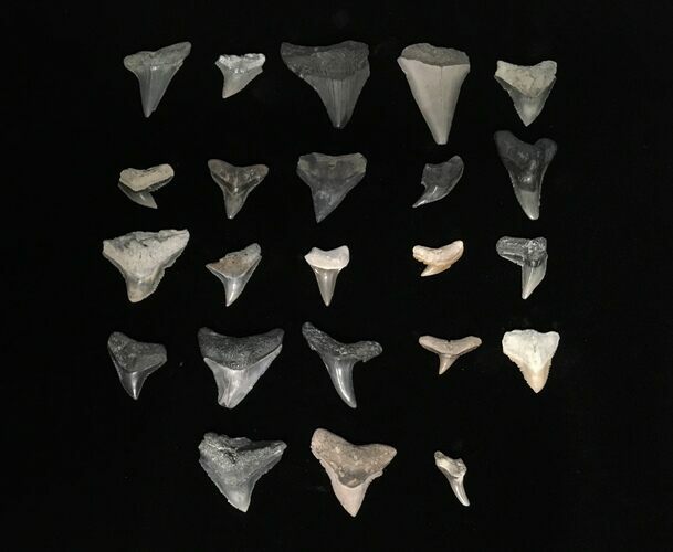 Clearance Lot: Mixed Fossil Shark Teeth - Pieces #215310